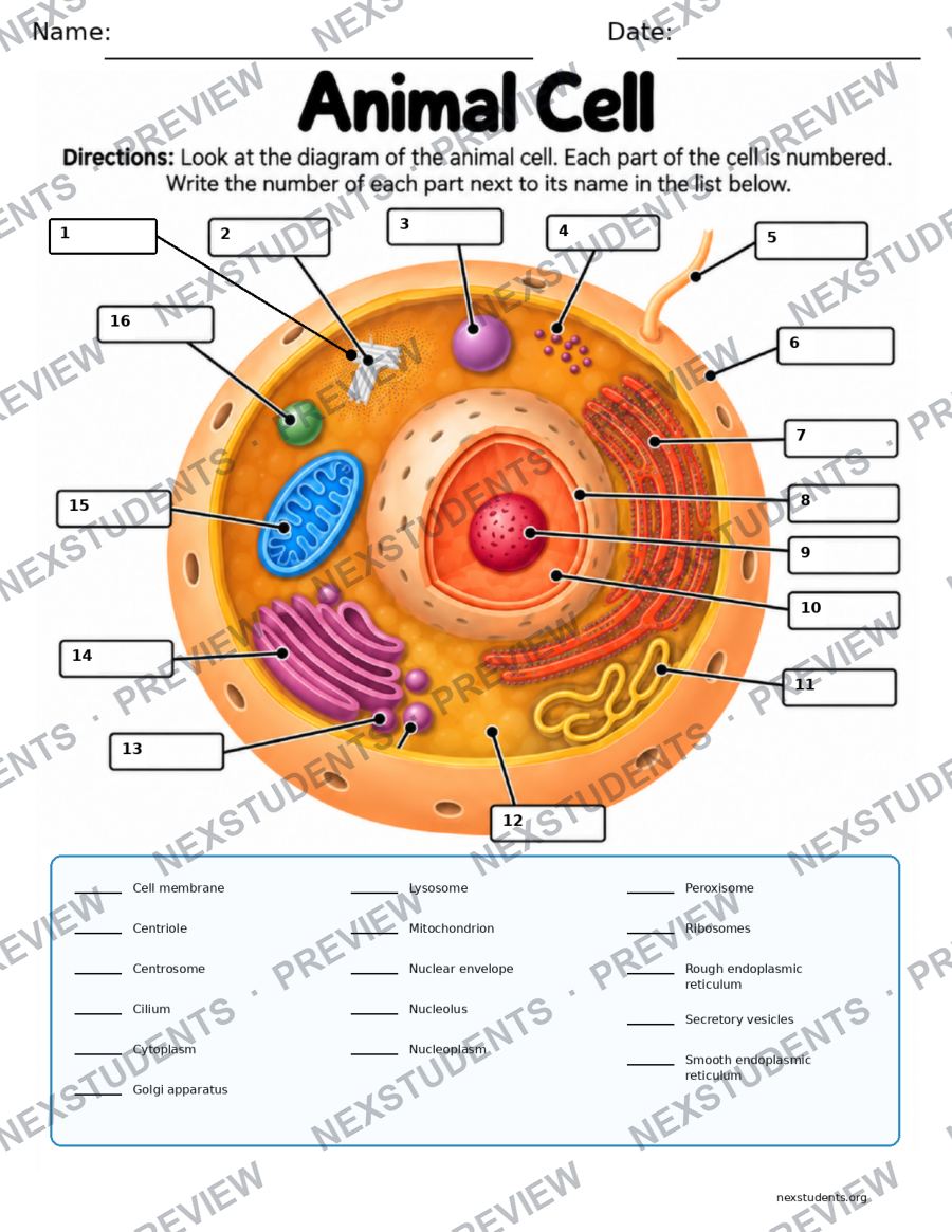 Animal Cell: Label the Parts, page 1 preview