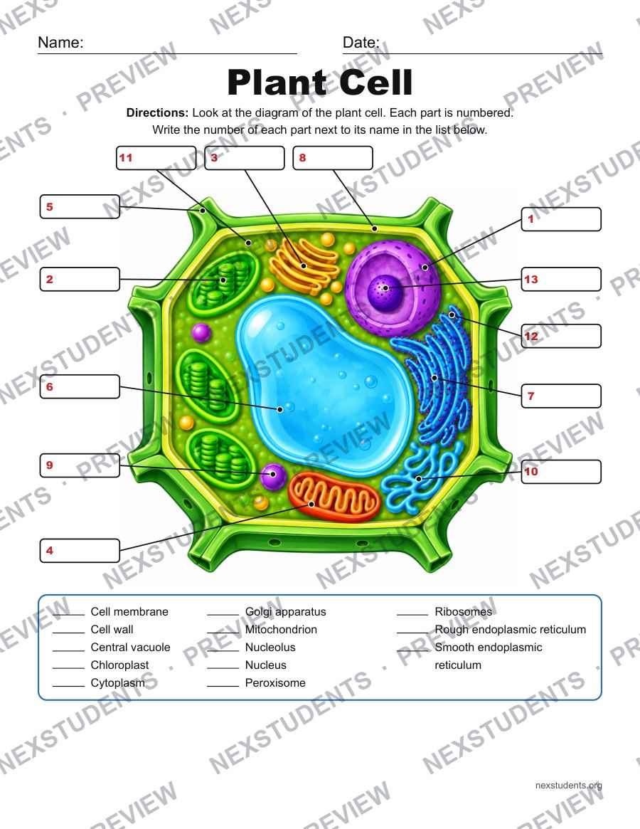 Plant Cell: Label the Parts, page 1 preview